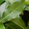 ERBE AROMATICHE BIOLOGICHE FRESCHE - immagine 2