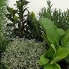 ERBE AROMATICHE BIOLOGICHE FRESCHE