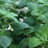 ERBE AROMATICHE BIOLOGICHE FRESCHE - immagine 4