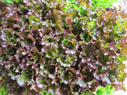 INSALATA GENTILE VERDE - immagine 2