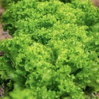 INSALATA GENTILE VERDE
