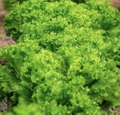 INSALATA GENTILE VERDE