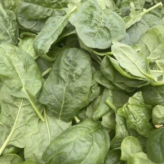 SPINACI DA TAGLIO IN FOGLIA ( MEGLIO PRENOTARE SEMPRE )