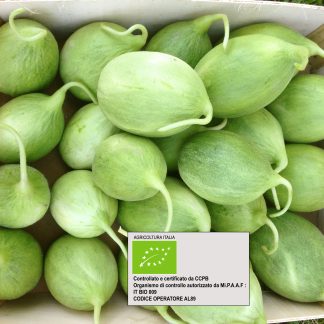 CETRIOLO-melone "carosello"