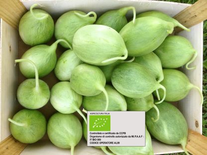 CETRIOLO-melone "carosello"