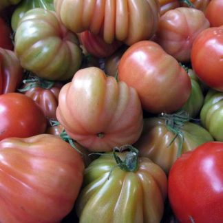 POMODORO CUOR DI BUE