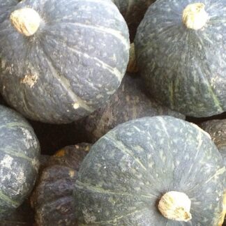 ZUCCA DELICA