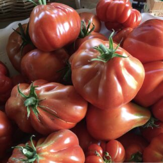 POMODORO CUOR DI BUE