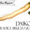 DAIKON BIOLOGICO - immagine 3