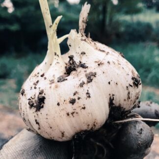 AGLIONE ecotipo VALDICHIANA