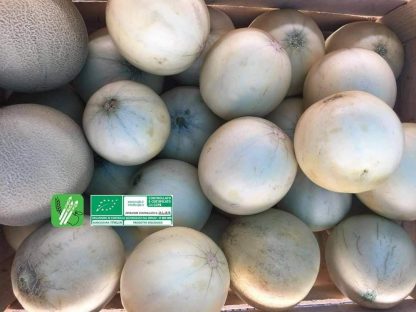 MELONE LISCIO