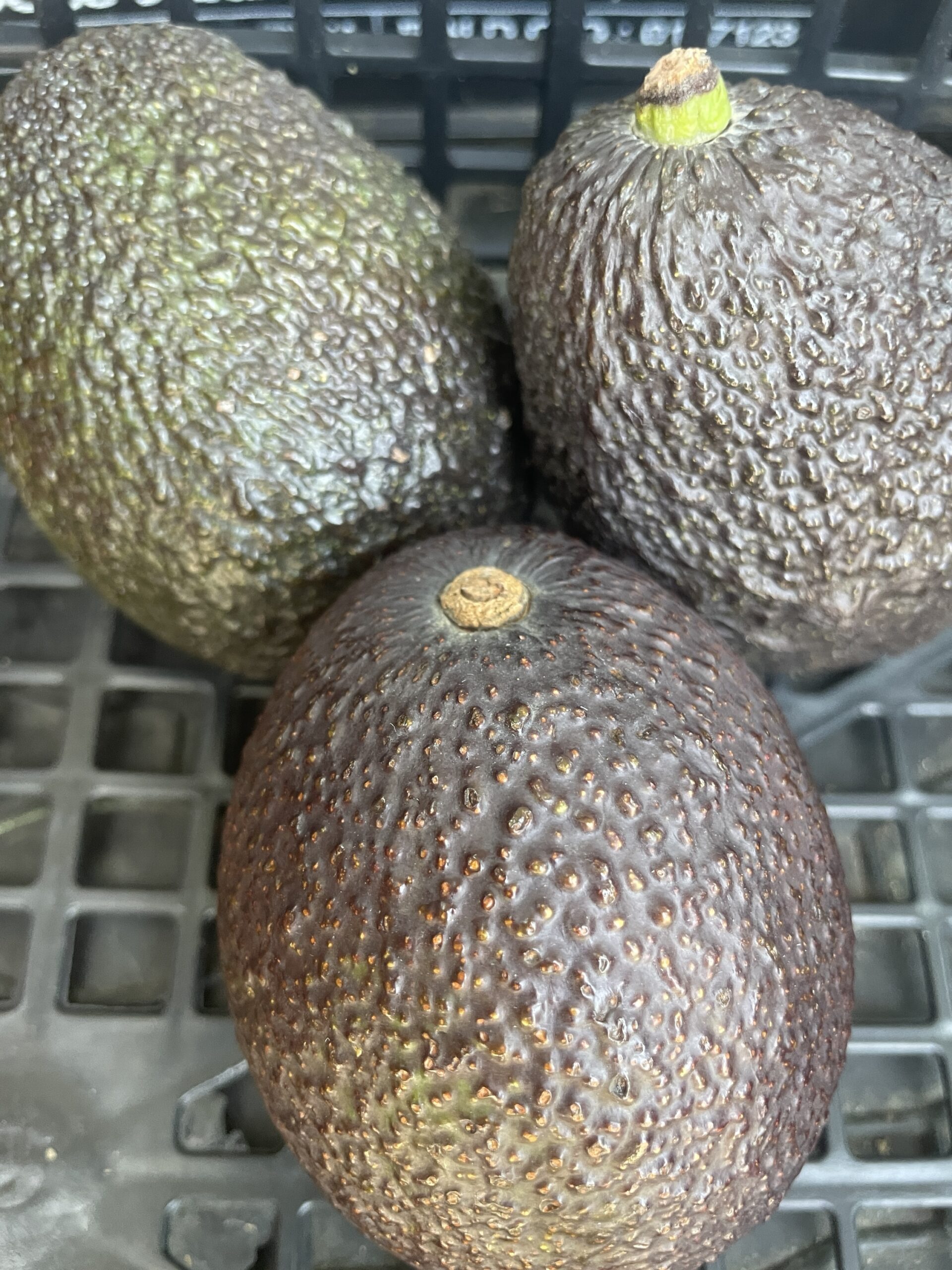 AVOCADO ( solo su richiesta ) - immagine 2